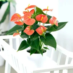 Anthurium Prince Of Orange 12 Cm