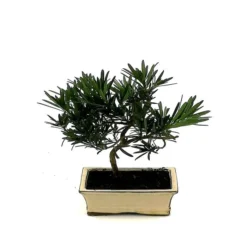 Bonsaï Podocarpus