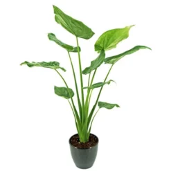 Alocasia Cucullata 17 Cm