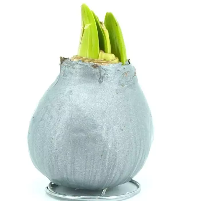 Amaryllis Touch Of Wax Grise