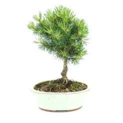 Bonsaï Pinus Broom 20 Cm
