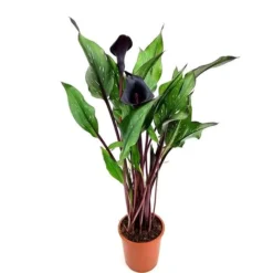 Zantedeschia Noir Pot De 13 Cm