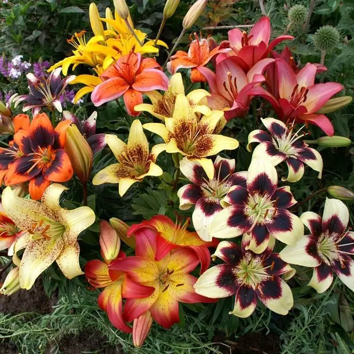 Lys Asiatiques Bicolores Et Mouchetés 12/14