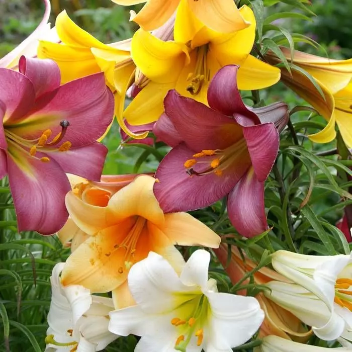 Mélange De Lys Trompette 12 X 14