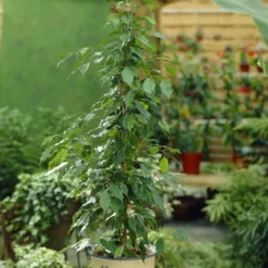 Ficus Benjamina Danita