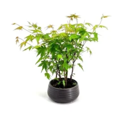 Bonsai Acer Forest Pot 20 Cm