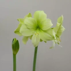 Amaryllis Fantasy 36/38