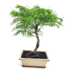 Bonsaï Pseudolarix 25cm