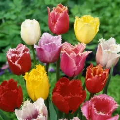 Tulip Fringed Mix 11/12 Cm