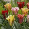 Tulip Viridiflora Mix 11/12 Cm