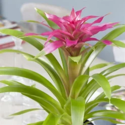 Bromelia Rose