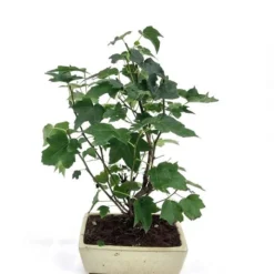 Bonsai Liquidambar Pot 20 Cm