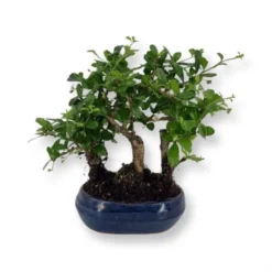Bonsai Carmona Forest 12 Cm Pot