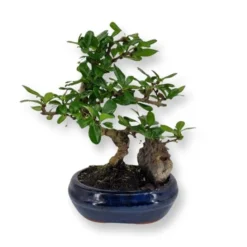 Bonsai Carmona S12 Cm Pot