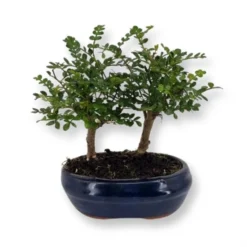 Bonsai Zanthoxylum Forest 12 Cm Pot
